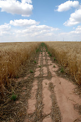 Image showing Path In Wheat Field