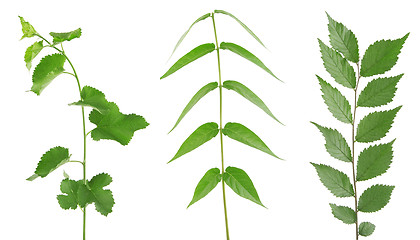 Image showing three green branch