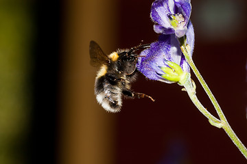 Image showing bumble bee
