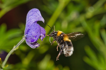 Image showing flying bumble bee