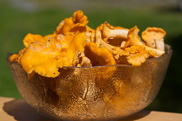 Image showing Chanterelles in a bowl