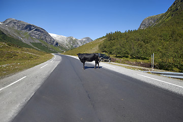 Image showing Cow blocking traffic