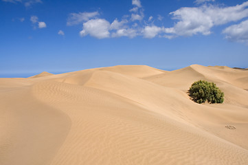 Image showing Sand, waves and vegetation