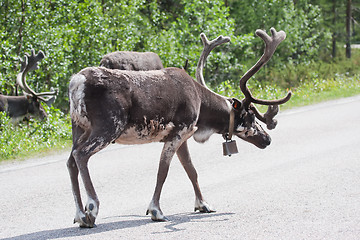 Image showing Reindeer bull