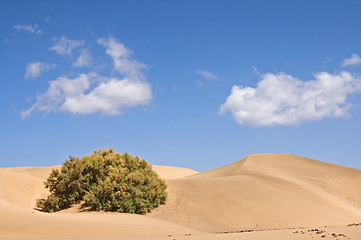 Image showing Vegetation in the desert