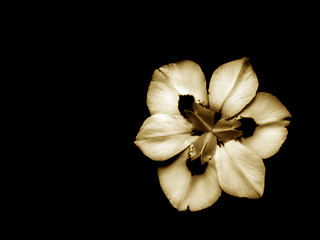 Image showing African Iris in Sepia