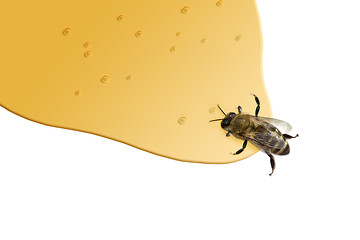 Image showing Honey Bee