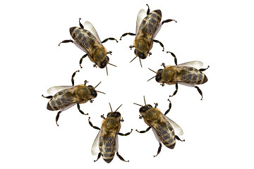 Image showing Meeting of Bees