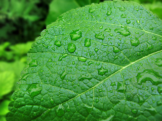 Image showing green leaf with water drops            