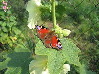 Image showing beautiful butterfly