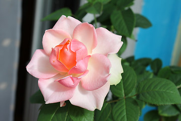 Image showing beautiful pink rose