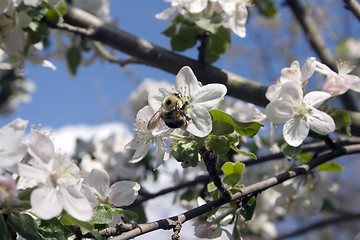 Image showing Bumble Bee Pollenating