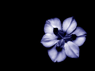 Image showing African Iris in Blue