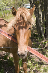 Image showing Brown Pony