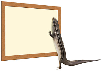 Image showing Skink Reading a Sign