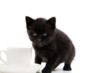 Image showing Little cute kitten