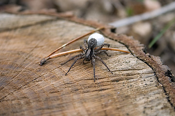 Image showing Spider With Egg Sack