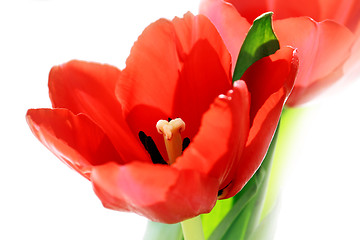 Image showing red tulips