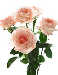 Image showing beautiful bouquet of pink roses 