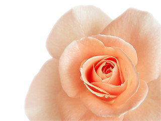 Image showing beautiful pink rose isolated on white