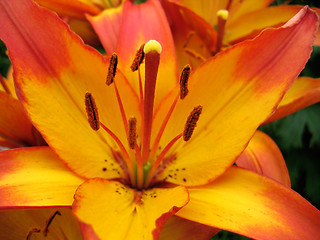 Image showing beautiful lily