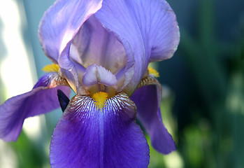Image showing closeup of beautiful iris flower