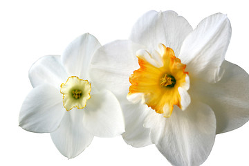 Image showing flowers of daffodils (narcissus)