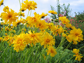 Image showing beautiful yellow flowers