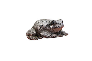 Image showing Gray Tree Frog