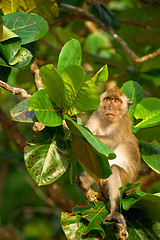 Image showing Wild monkey