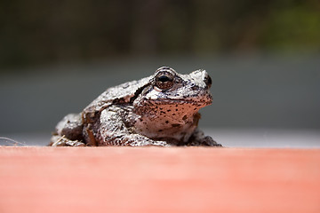 Image showing Tree Frog