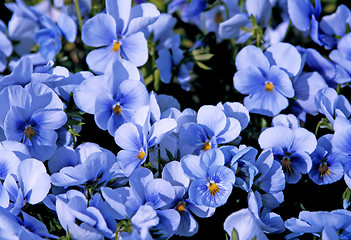 Image showing beautiful violet flowers background