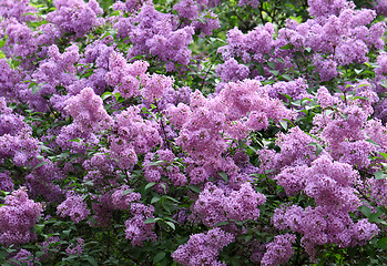 Image showing blossoming lilac