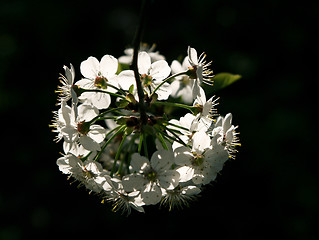 Image showing branch of blossoming tree 