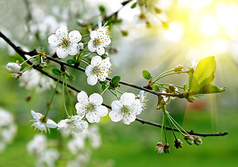 Image showing branch of a blossoming tree