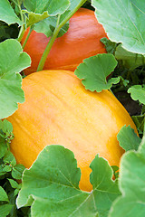 Image showing Pumpkin