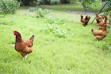 Image showing Hens