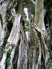 Image showing Banyan Tree Vines