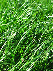 Image showing fresh grass background