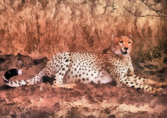 Image showing Cheetah resting