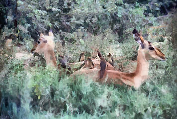 Image showing Impala Resting