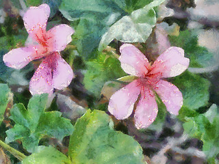 Image showing Oil Painting of Malva Flowers