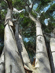 Image showing White Barked Tree Oil Painting
