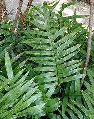 Image showing Hawaiian Flora