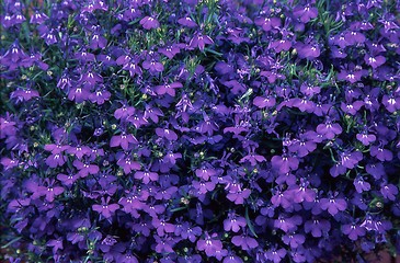 Image showing Lobelia