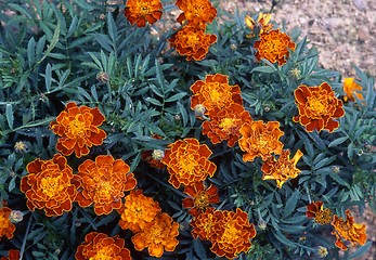 Image showing Tagetes