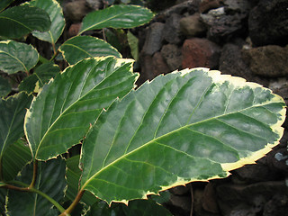 Image showing Hawaiian Flora-Broadleaf