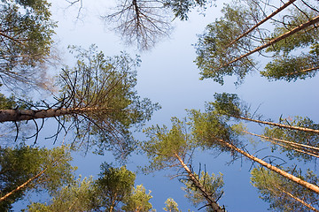 Image showing Pine tree forest