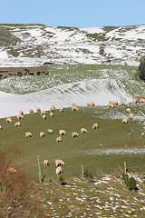 Image showing Winter pasture
