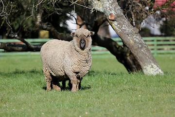 Image showing Coloured sheep